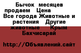 Бычок 6месяцев продаем › Цена ­ 20 000 - Все города Животные и растения » Другие животные   . Крым,Бахчисарай